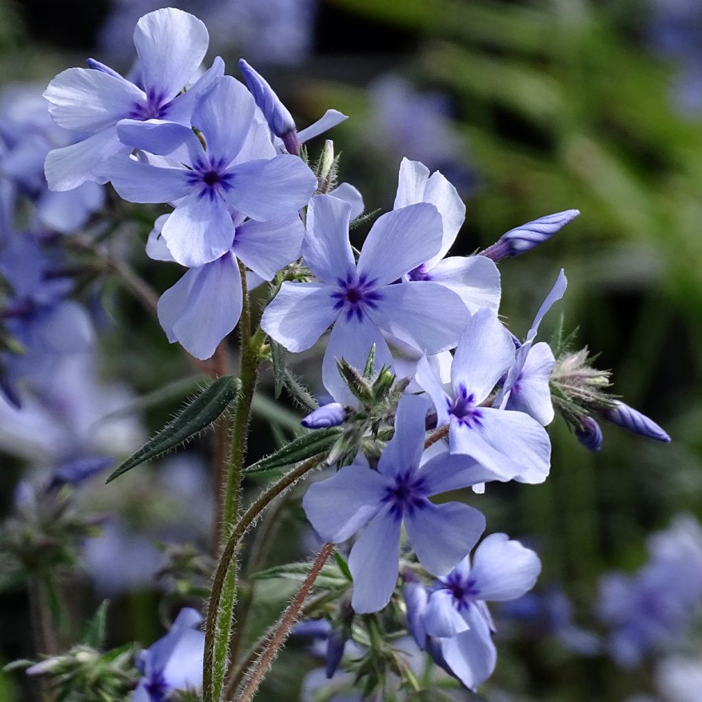 Wald-Phlox Chattahoochee - Phlox divaricata