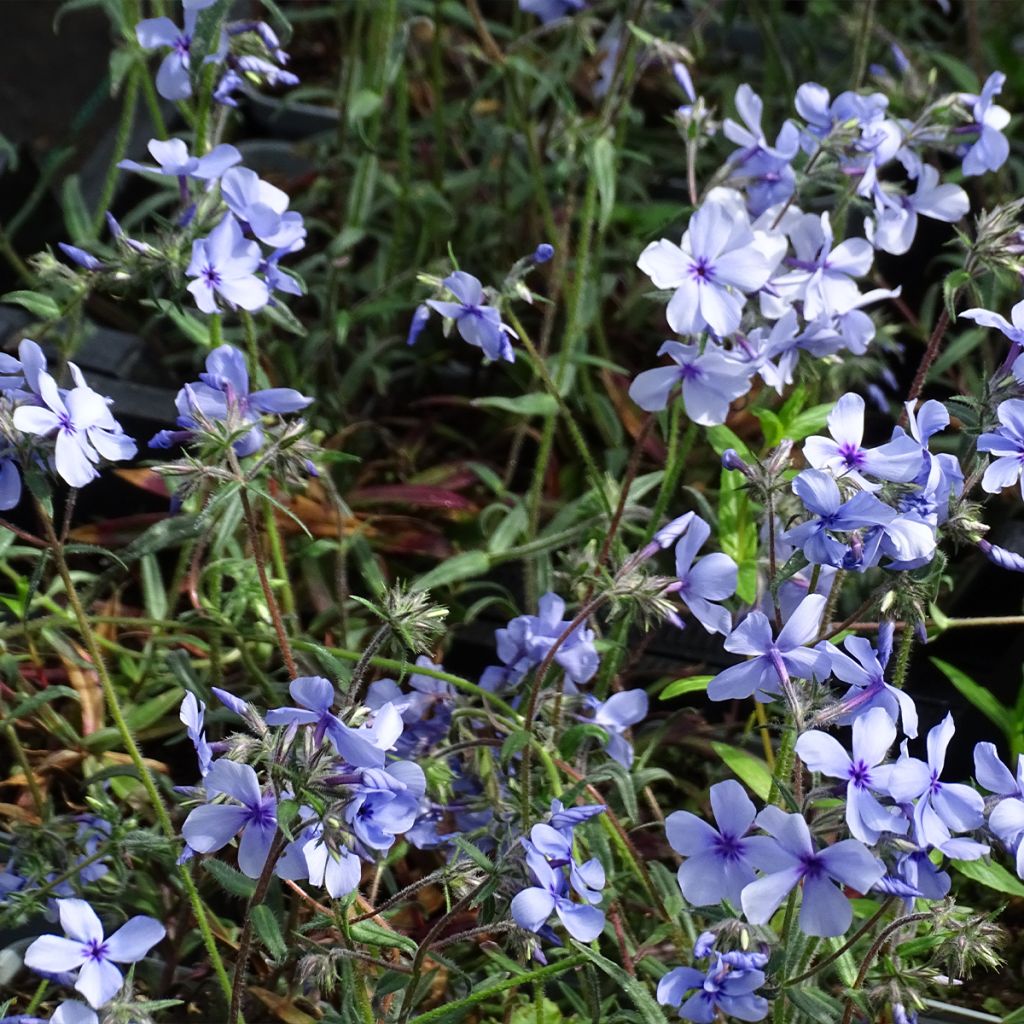 Phlox divaricata Chattahoochee