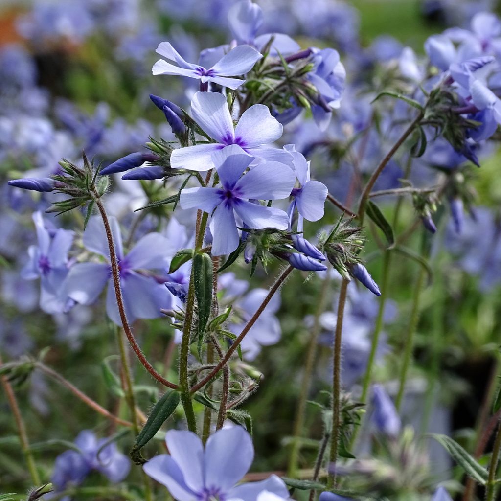 Phlox divaricata Chattahoochee