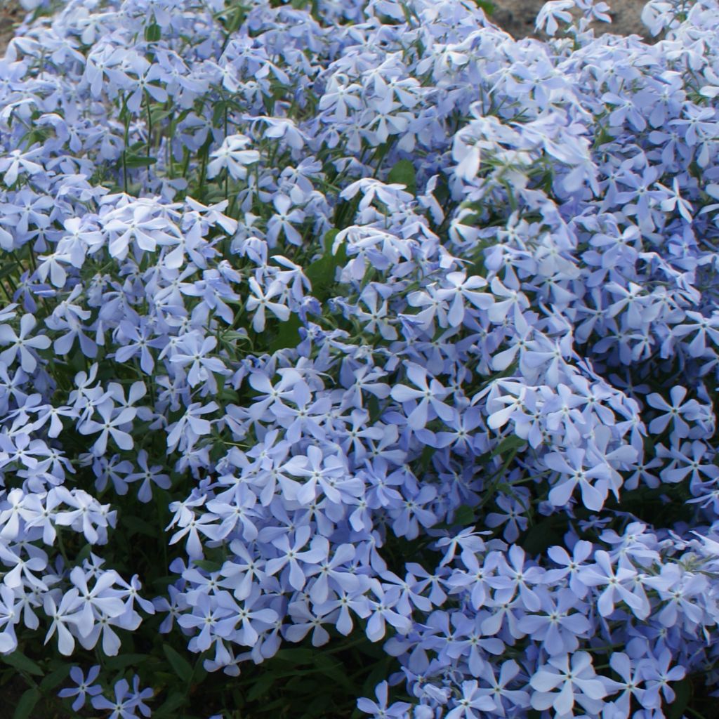 Wald-Phlox Clouds of Perfume - Phlox divaricata