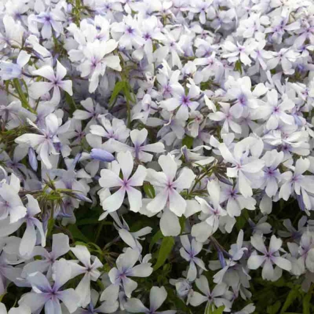 Wald-Phlox Dirigo Ice - Phlox divaricata