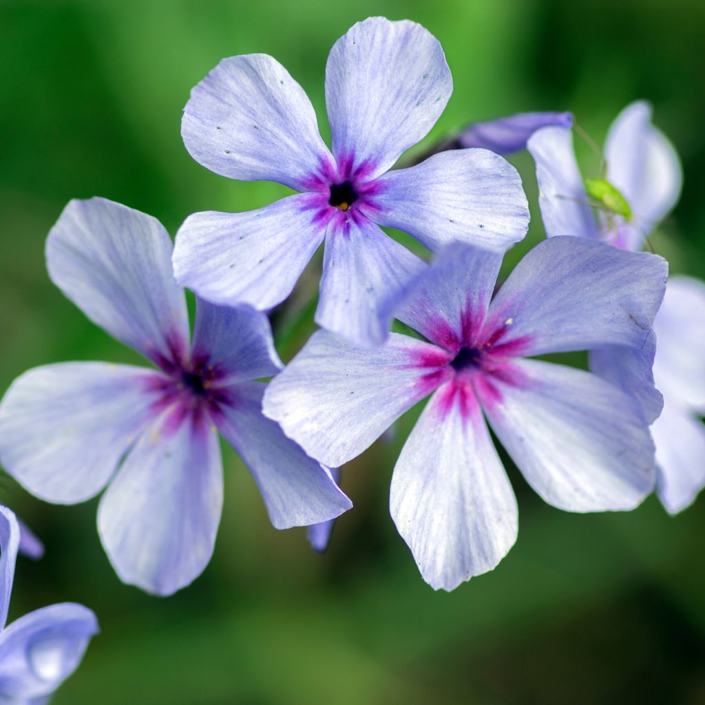 Wald-Phlox Chattahoochee - Phlox divaricata