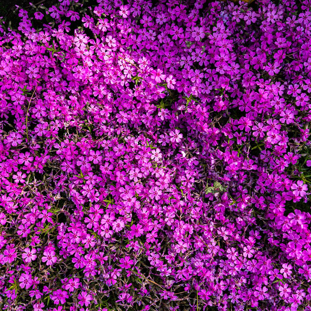 Polsterphlox Crackerjack - Phlox douglasii