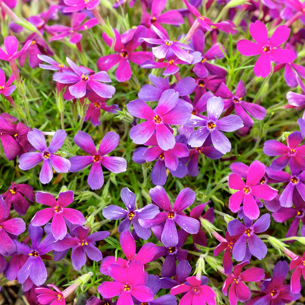 Phlox douglasii Crackerjack - Phlox mousse