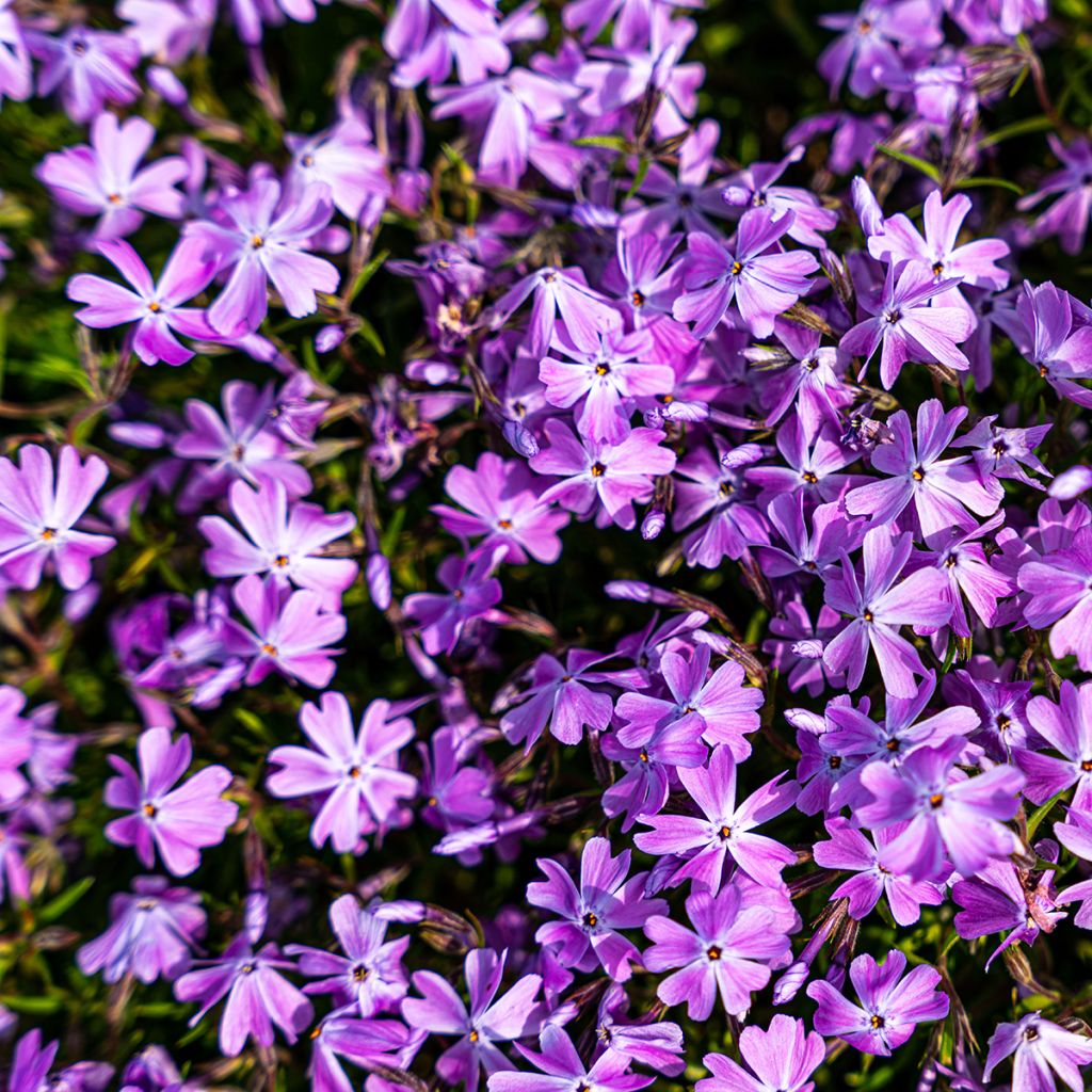 Phlox douglasii Crackerjack - Phlox mousse