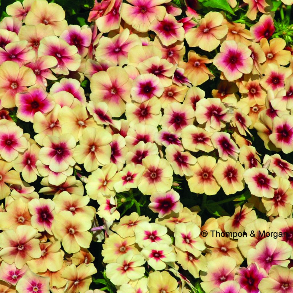 Sommer-Phlox Cherry Caramel (Samen) - Phlox