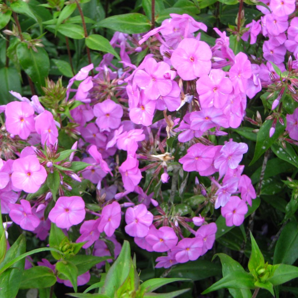 Phlox maculata Alpha