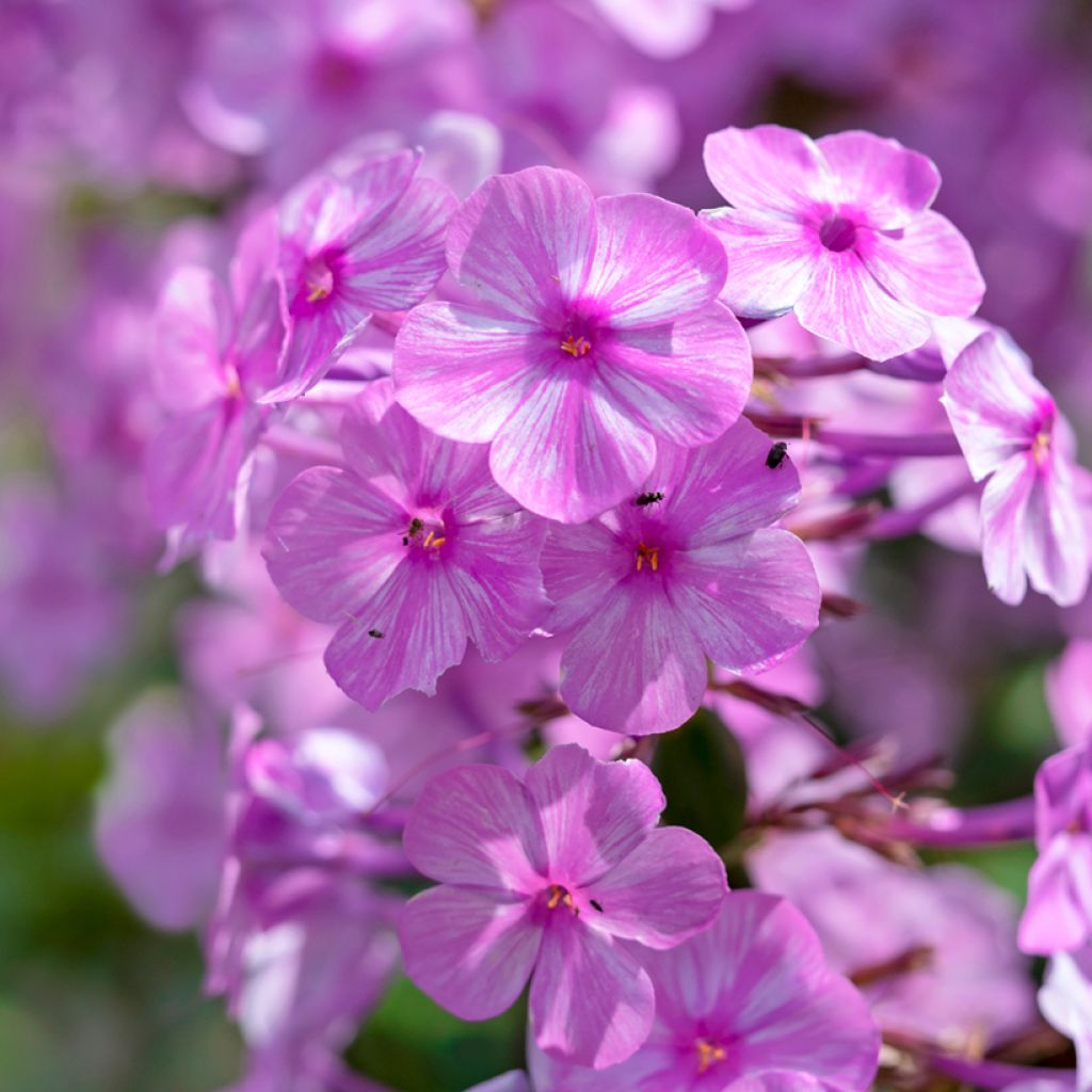 Gefleckter Phlox Alpha - Phlox maculata