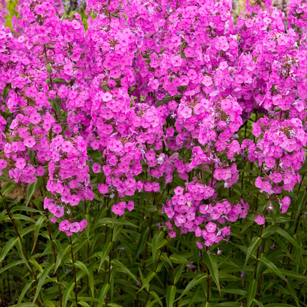 Gefleckter Phlox Alpha - Phlox maculata