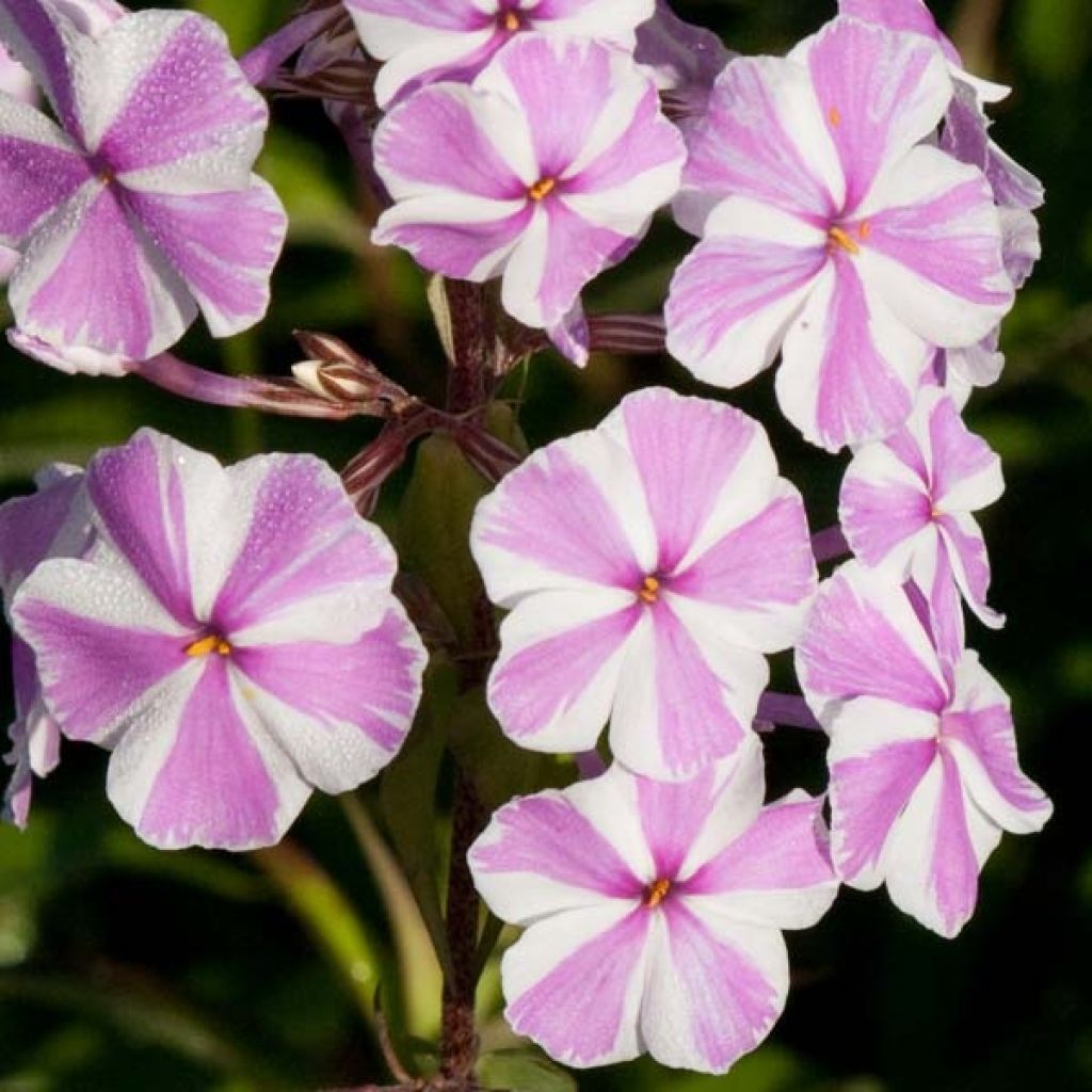 Gefleckter Phlox Natasha - Phlox maculata