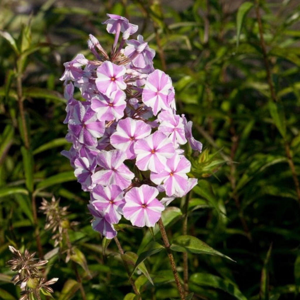 Gefleckter Phlox Natasha - Phlox maculata