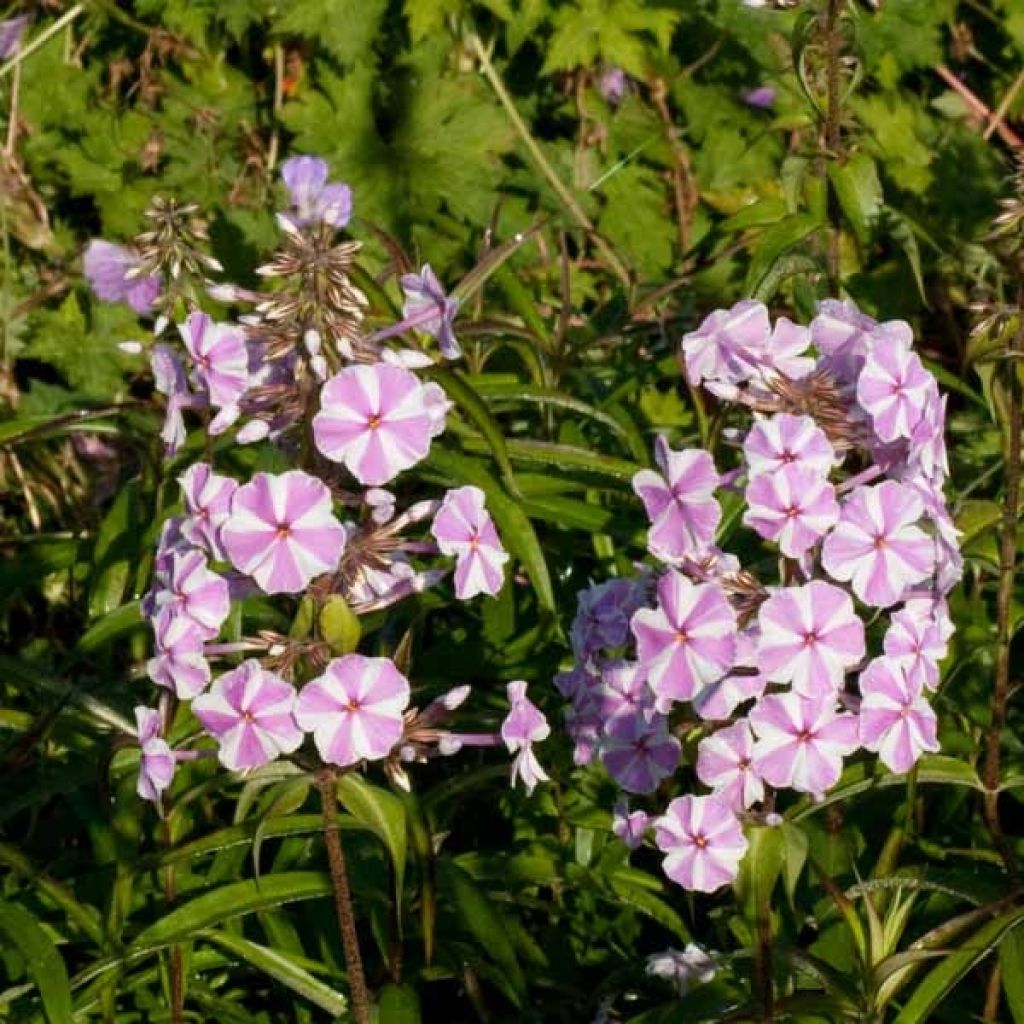 Gefleckter Phlox Natasha - Phlox maculata