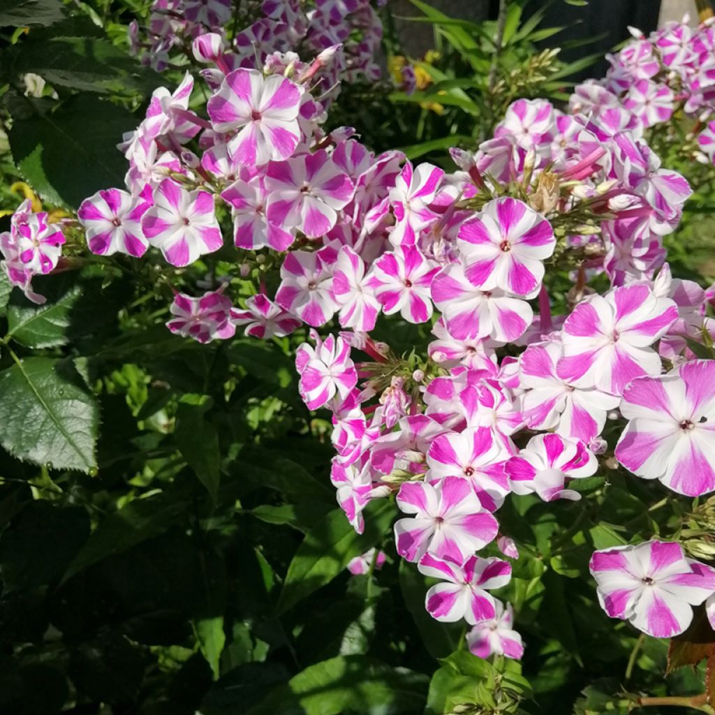 Gefleckter Phlox Natasha - Phlox maculata