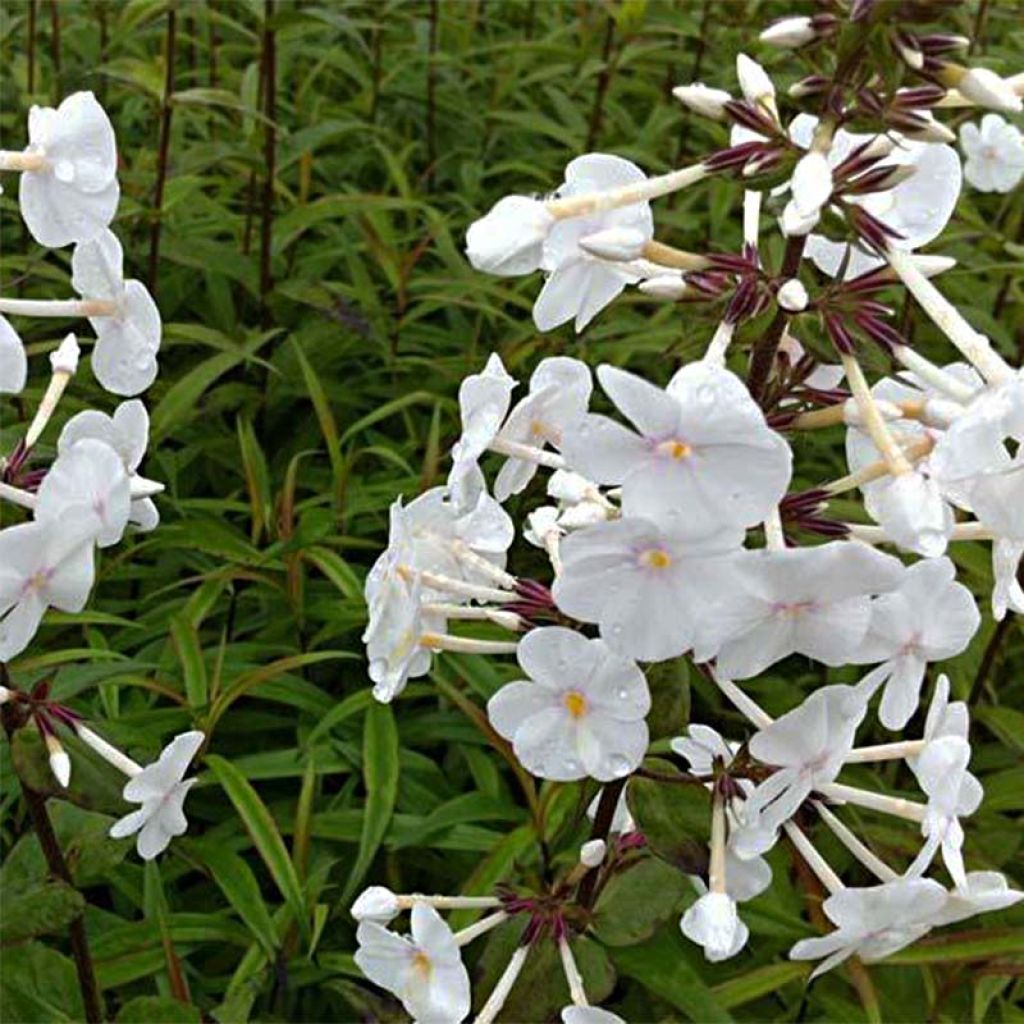 Gefleckter Phlox Omega - Phlox maculata