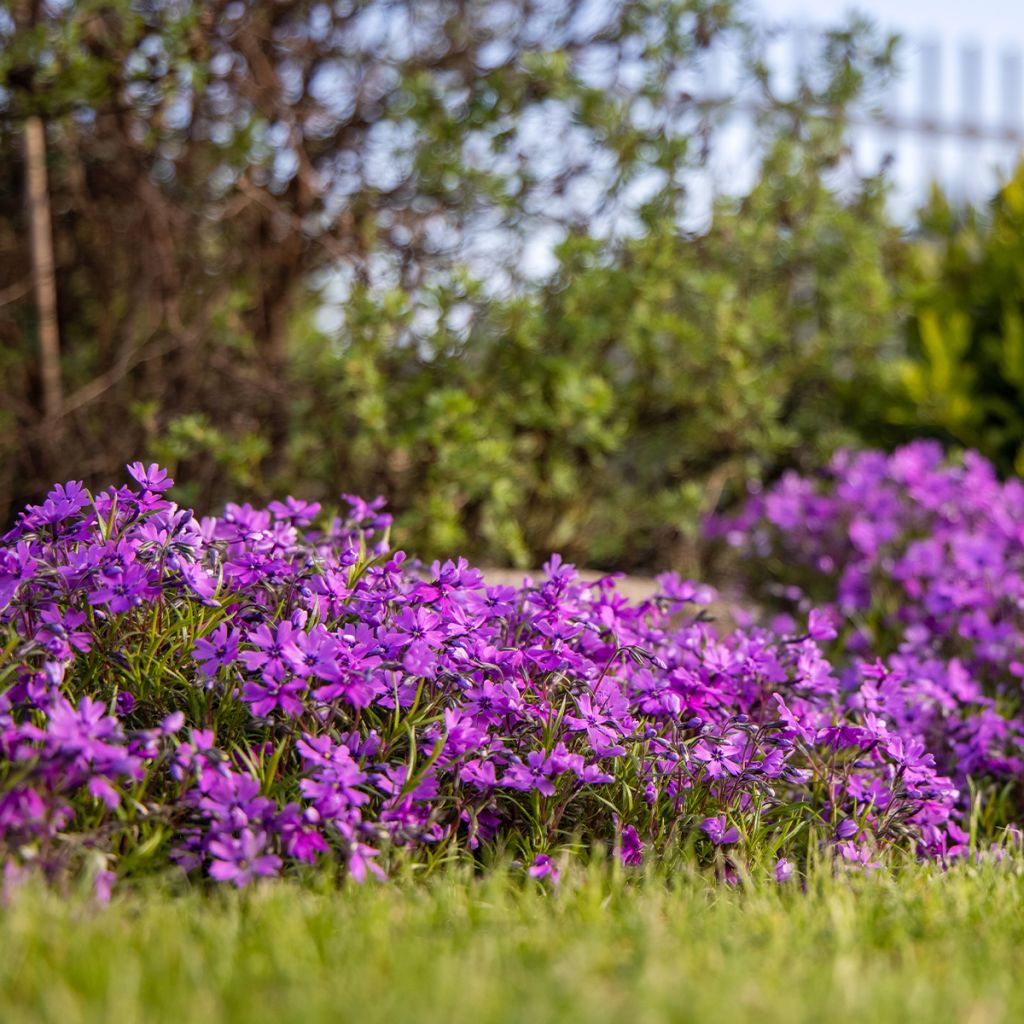 Phlox mousse Atropurpurea - Phlox subulata