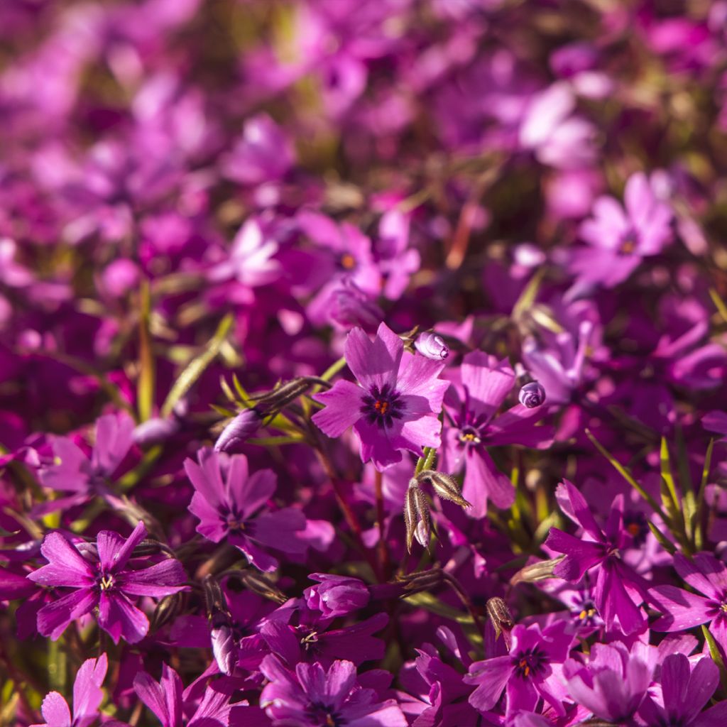 Pfriemenförmiger Phlox Atropurpurea - Phlox subulata