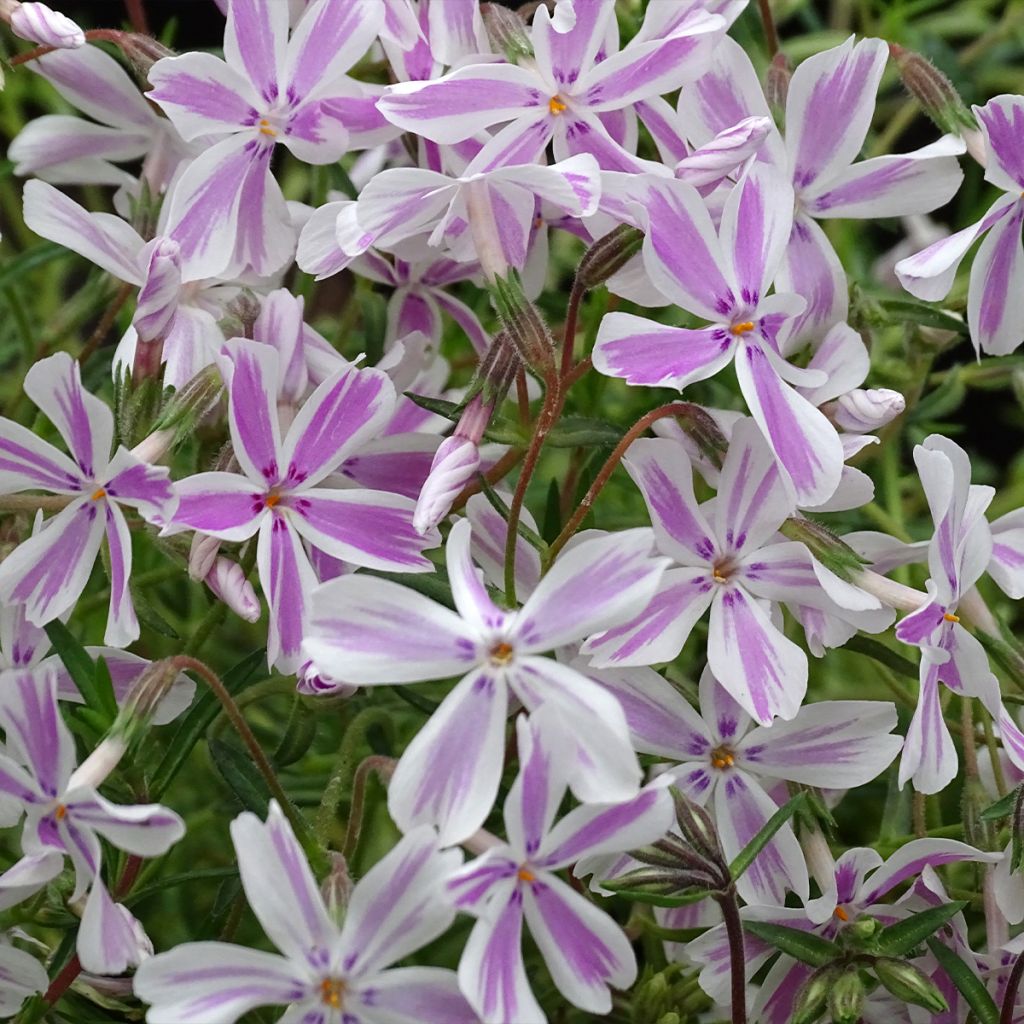 Pfriemenförmiger Phlox Candy Stripes - Phlox subulata