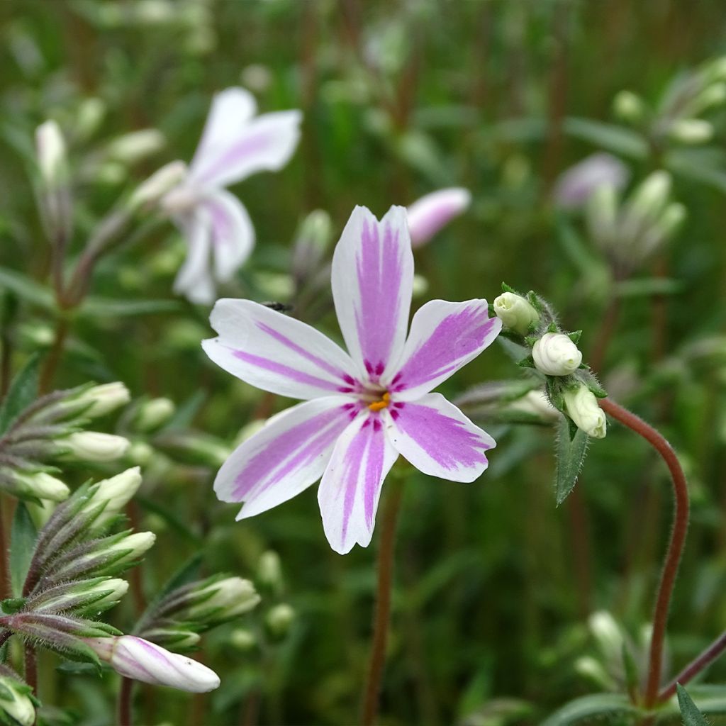 Pfriemenförmiger Phlox Candy Stripes - Phlox subulata