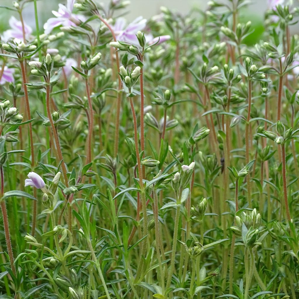 Pfriemenförmiger Phlox Candy Stripes - Phlox subulata