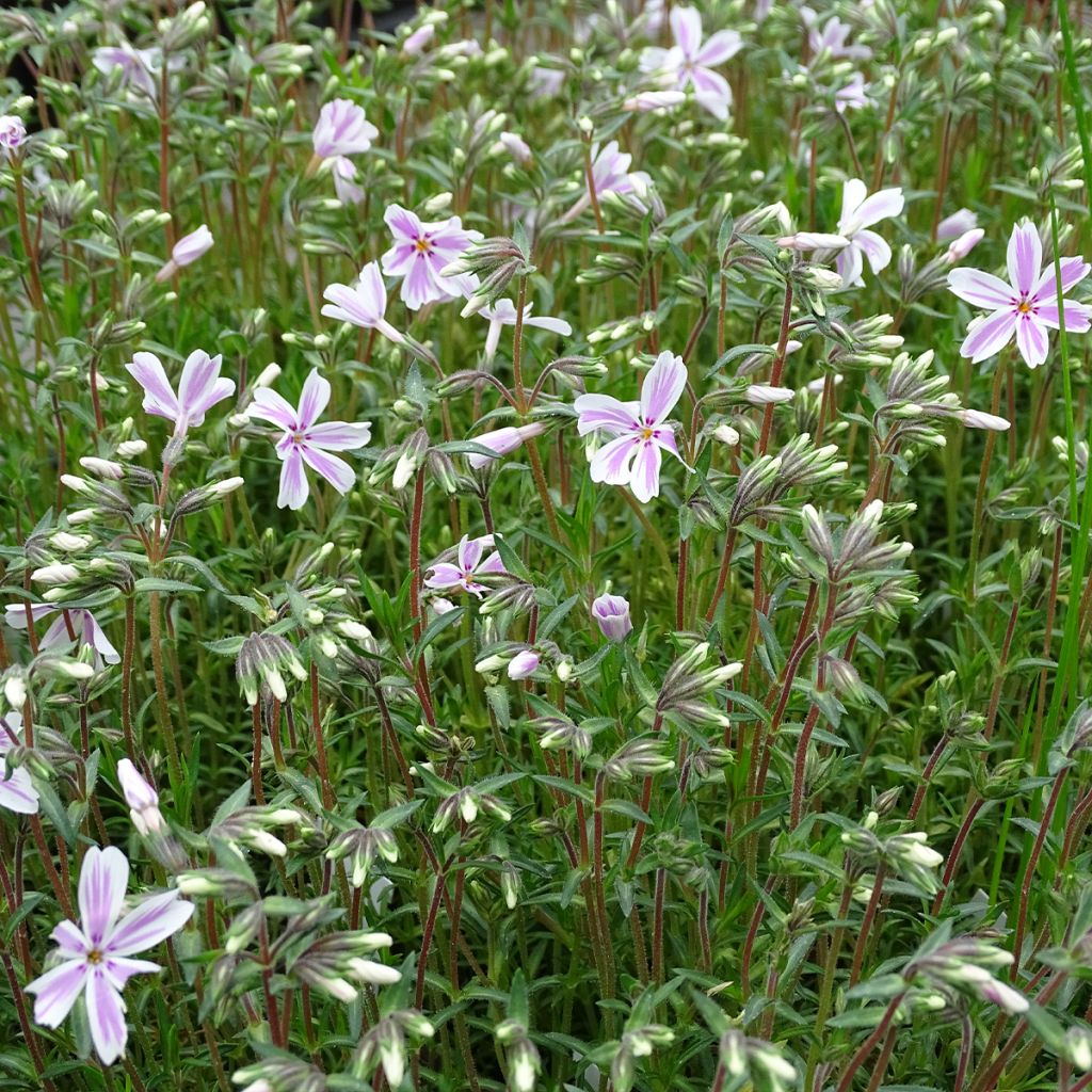 Phlox mousse Candy Stripes - Phlox subulata