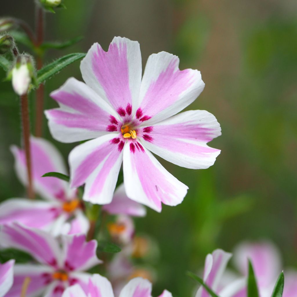 Pfriemenförmiger Phlox Candy Stripes - Phlox subulata