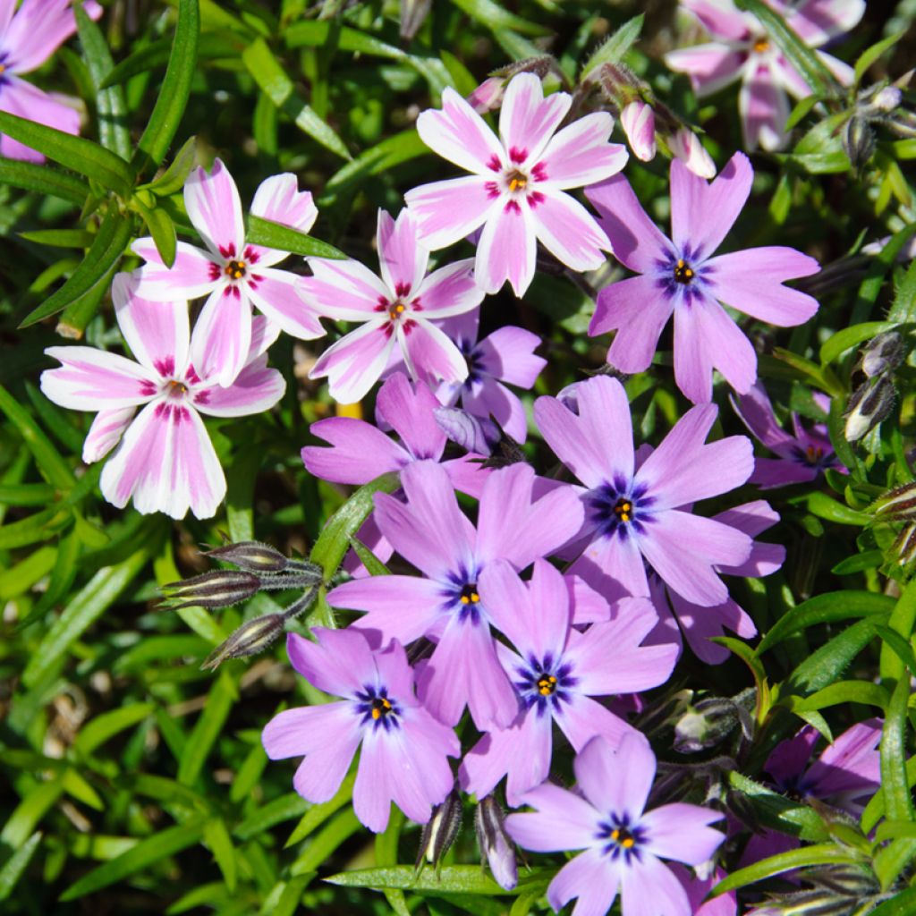 Pfriemenförmiger Phlox Candy Stripes - Phlox subulata