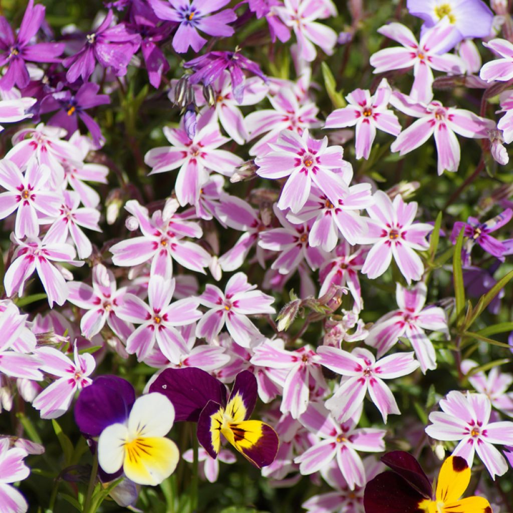 Pfriemenförmiger Phlox Candy Stripes - Phlox subulata