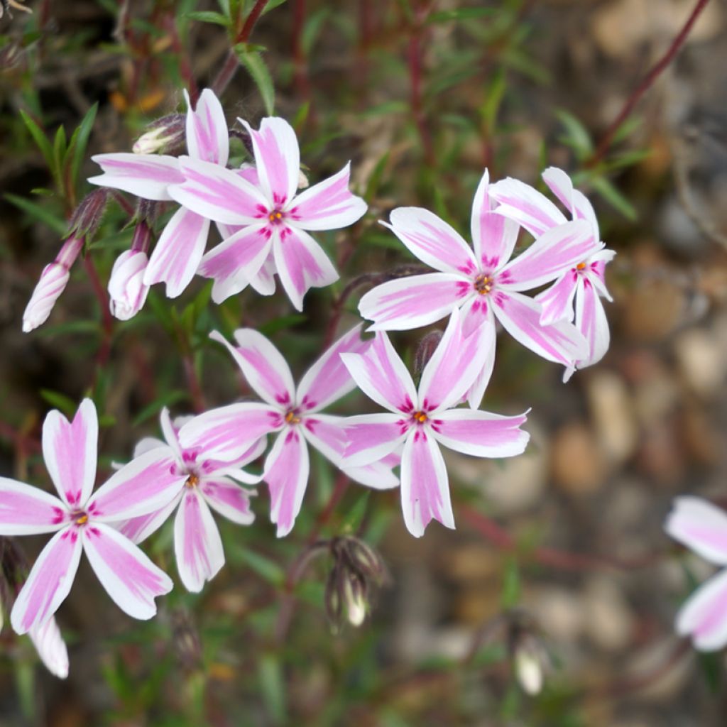 Pfriemenförmiger Phlox Candy Stripes - Phlox subulata