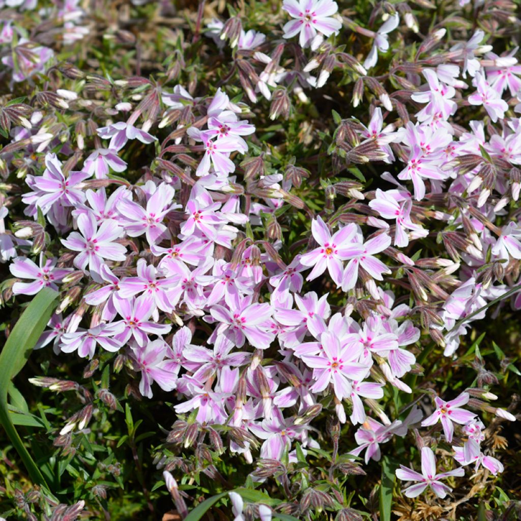 Pfriemenförmiger Phlox Candy Stripes - Phlox subulata