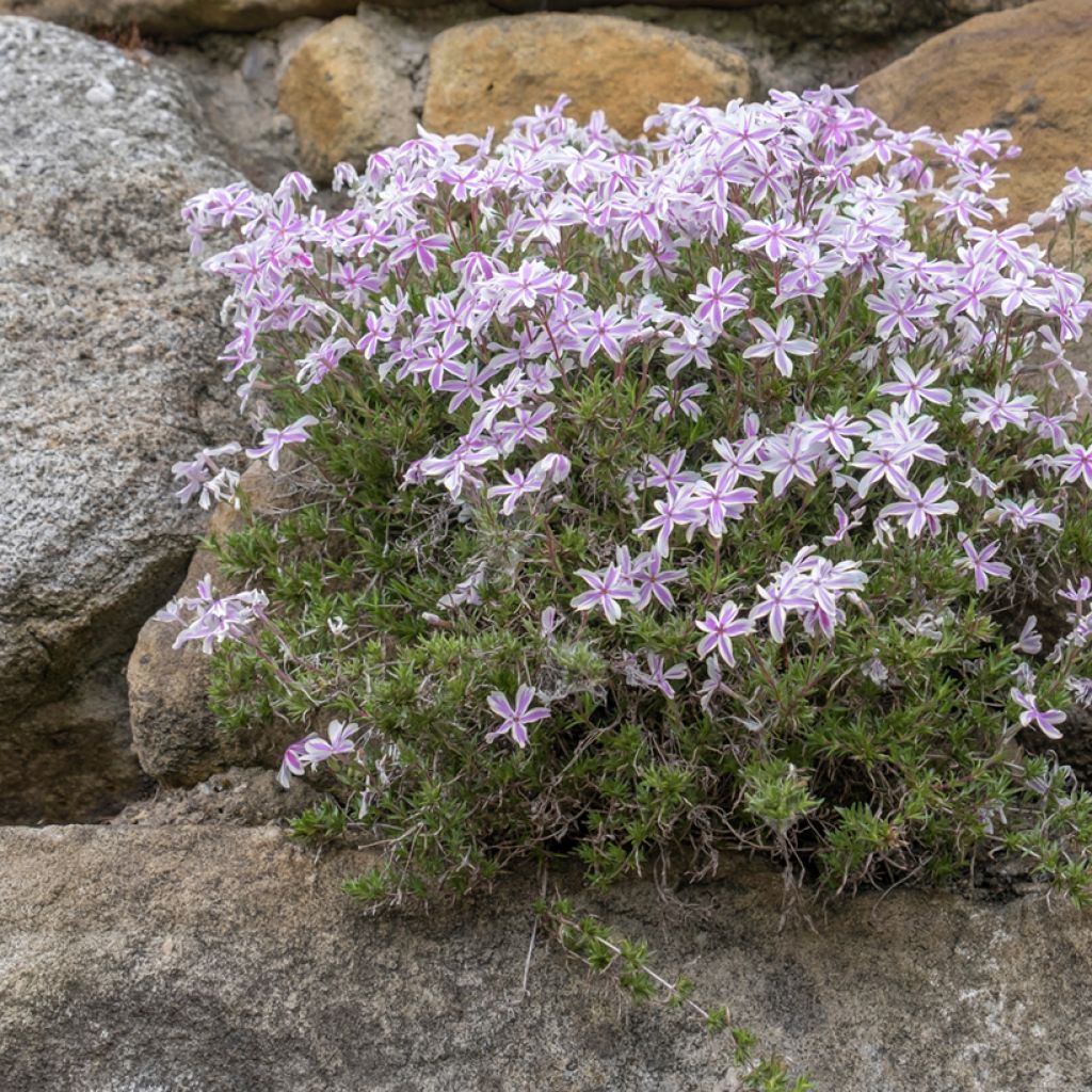 Pfriemenförmiger Phlox Candy Stripes - Phlox subulata