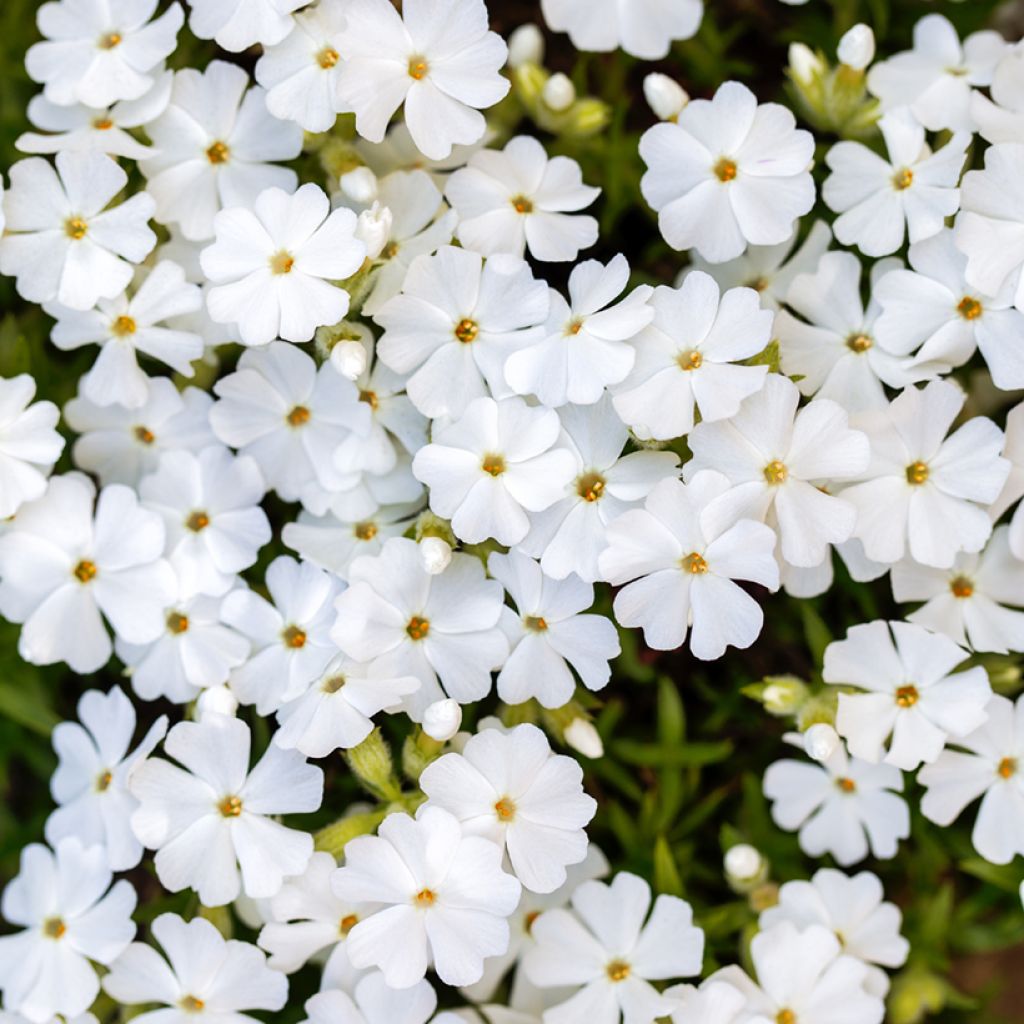 Pfriemenförmiger Phlox White Delight - Phlox subulata