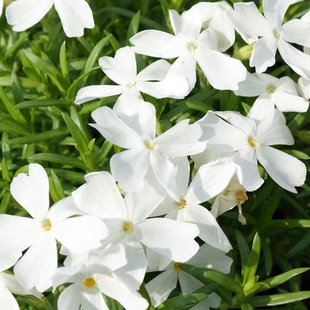 Pfriemenförmiger Phlox White Delight - Phlox subulata