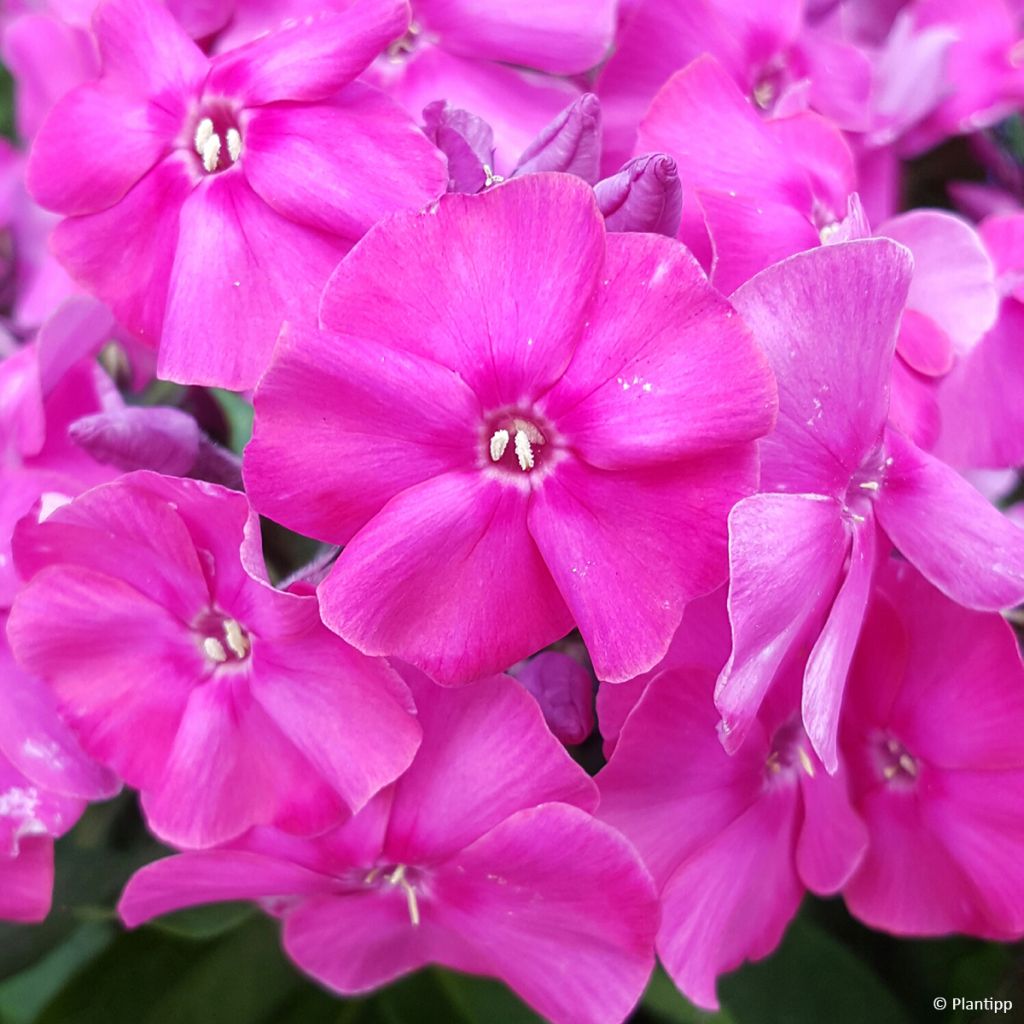 Hohe Flammenblume Bambini Primadonna - Phlox paniculata