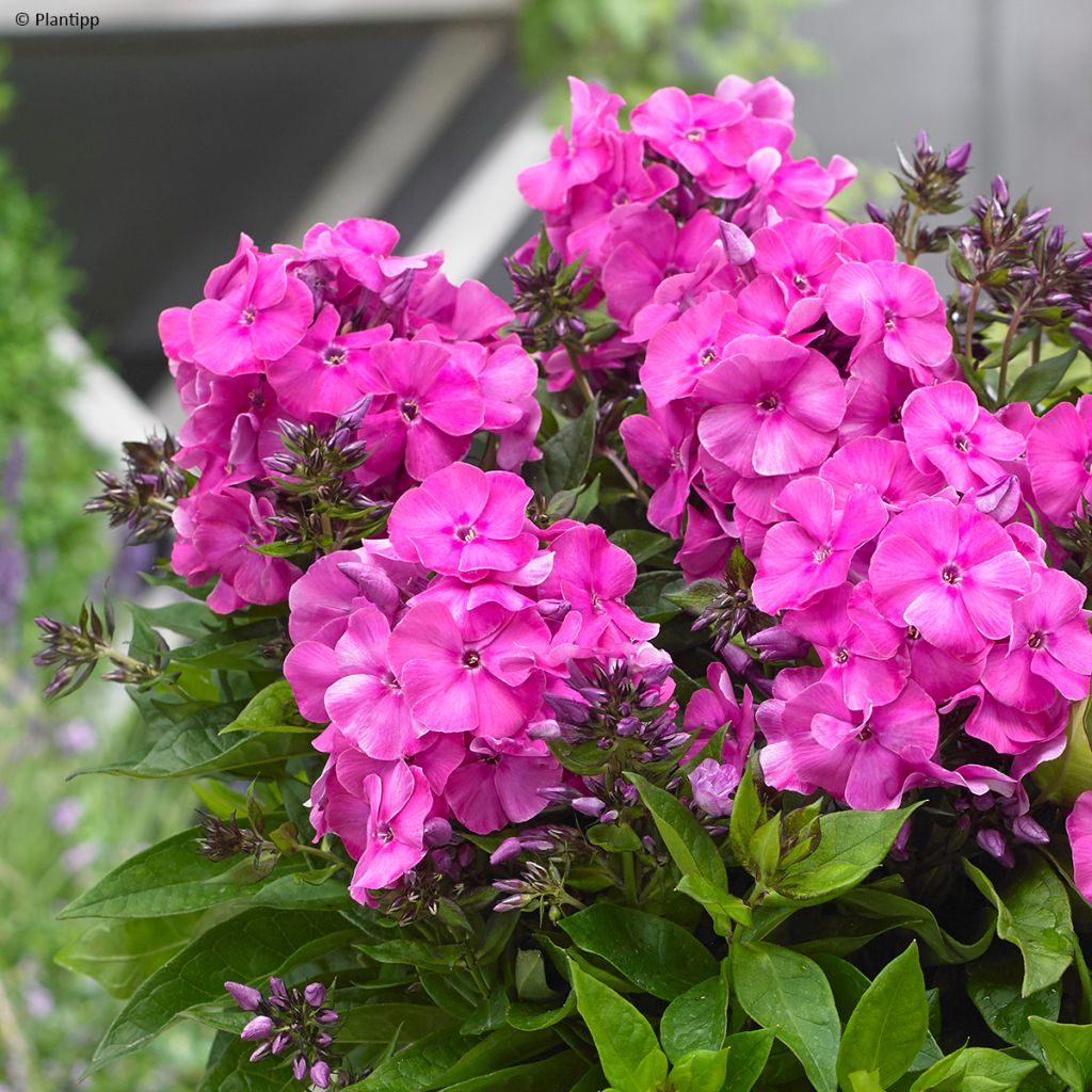 Hohe Flammenblume Bambini Primadonna - Phlox paniculata