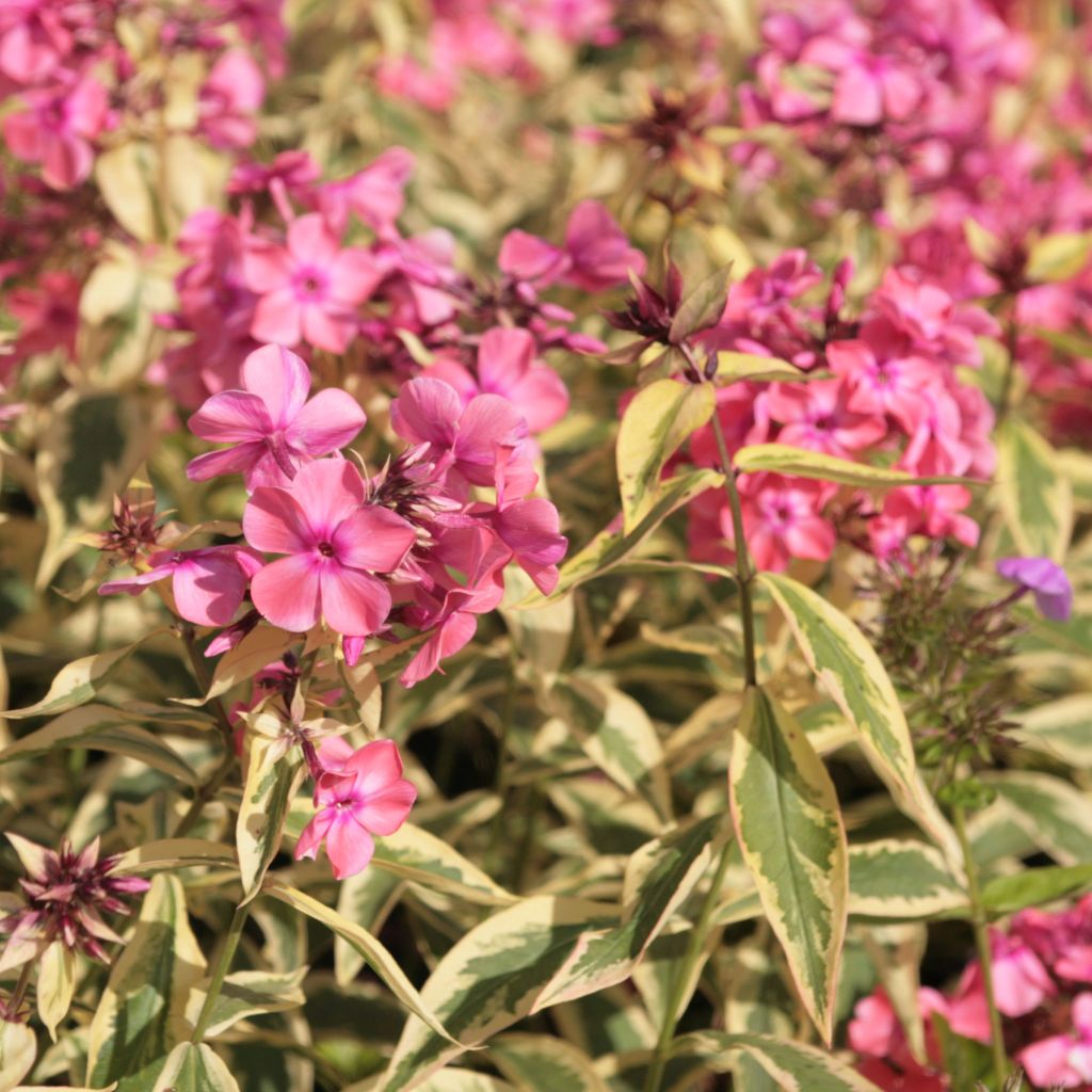 Hohe Flammenblume Becky Towe - Phlox paniculata