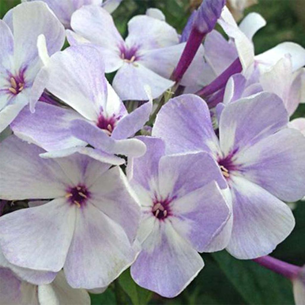 Hohe Flammenblume Blue Flame - Phlox paniculata