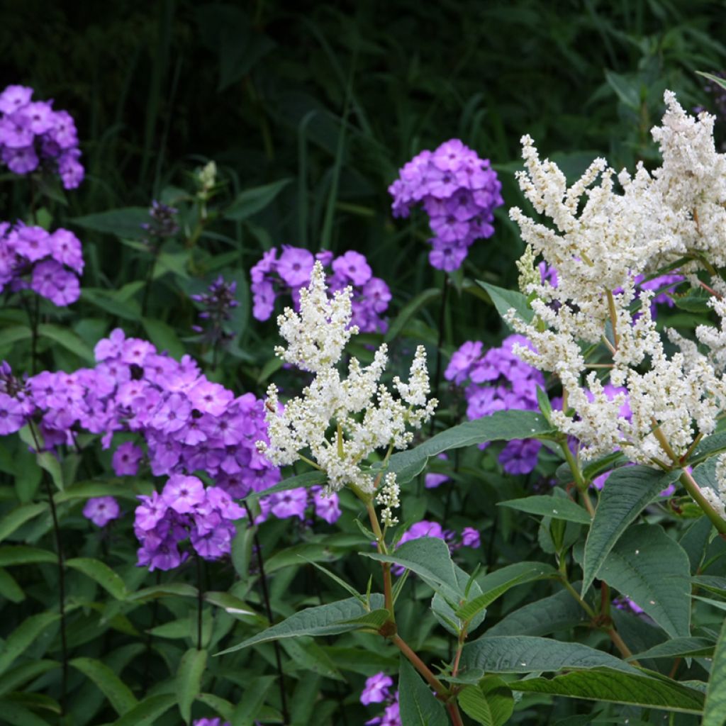 Hohe Flammenblume Blue Paradise - Phlox paniculata