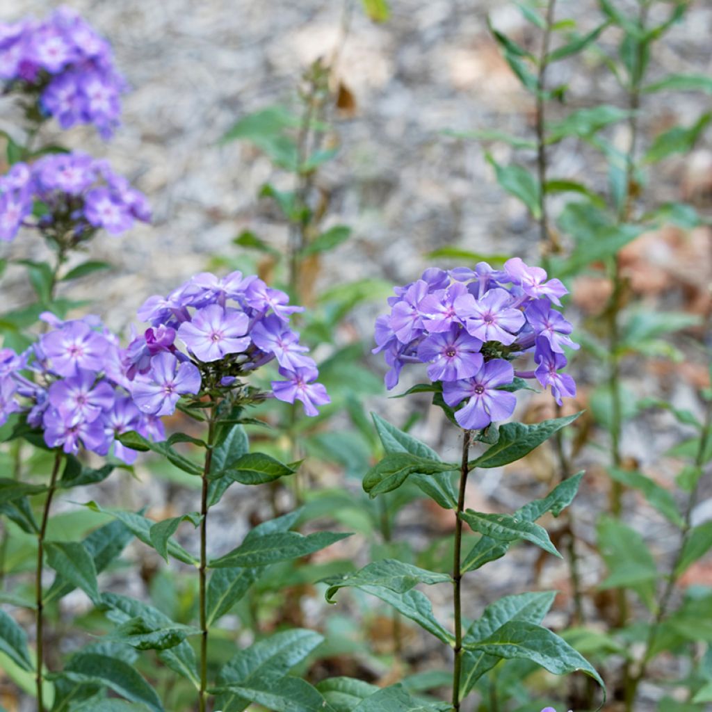 Hohe Flammenblume Blue Paradise - Phlox paniculata