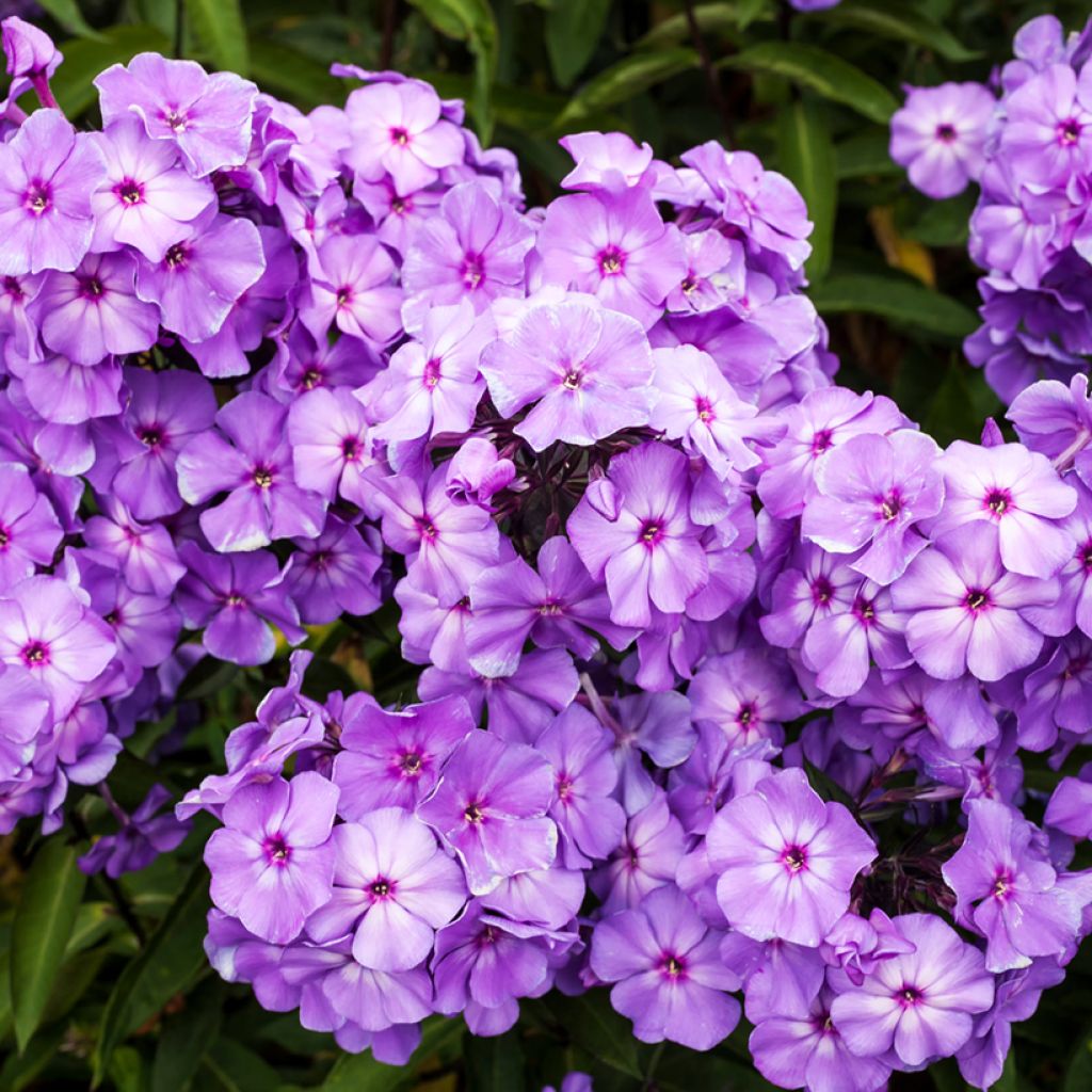 Hohe Flammenblume Blue Paradise - Phlox paniculata