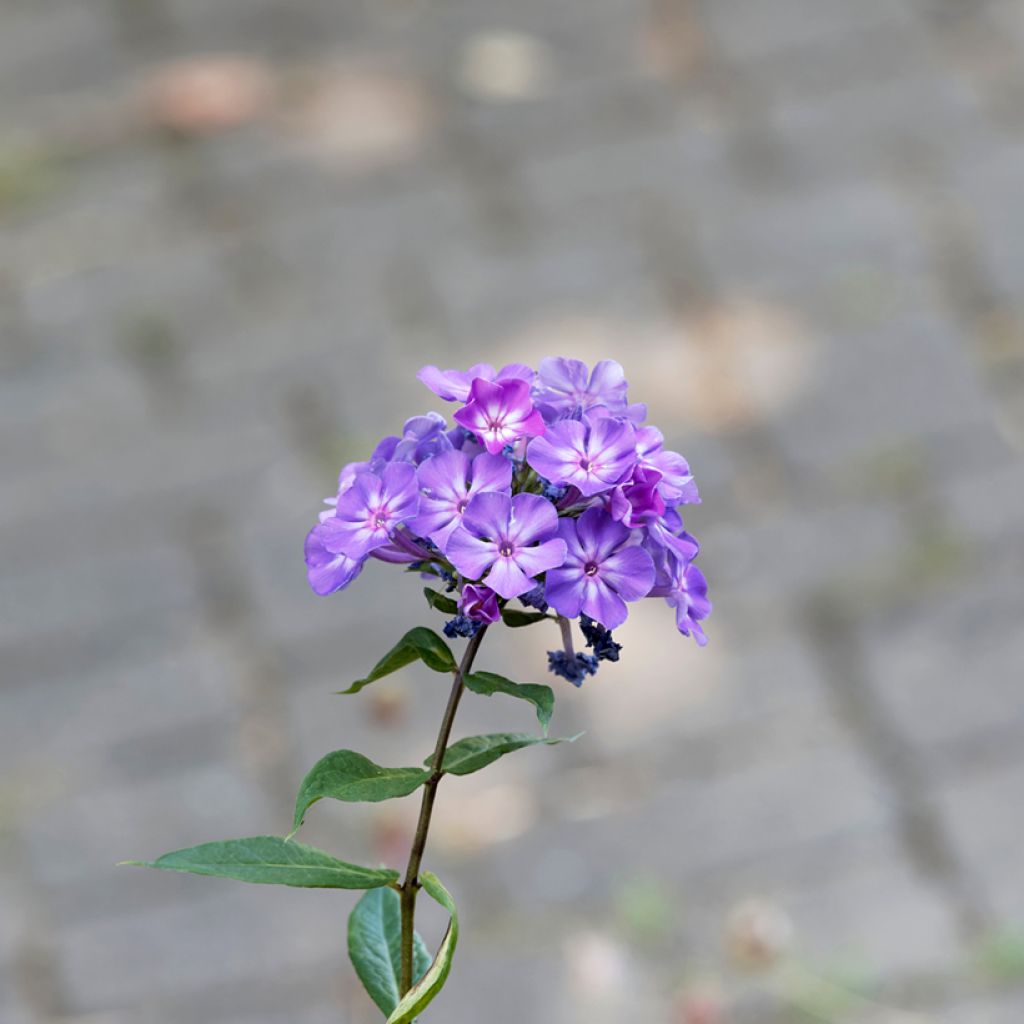 Hohe Flammenblume Blue Paradise - Phlox paniculata