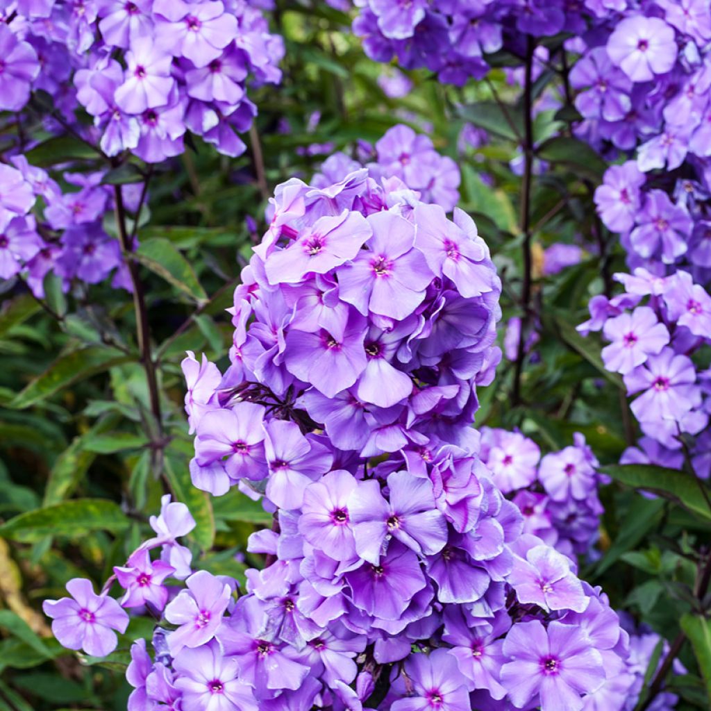 Hohe Flammenblume Blue Paradise - Phlox paniculata