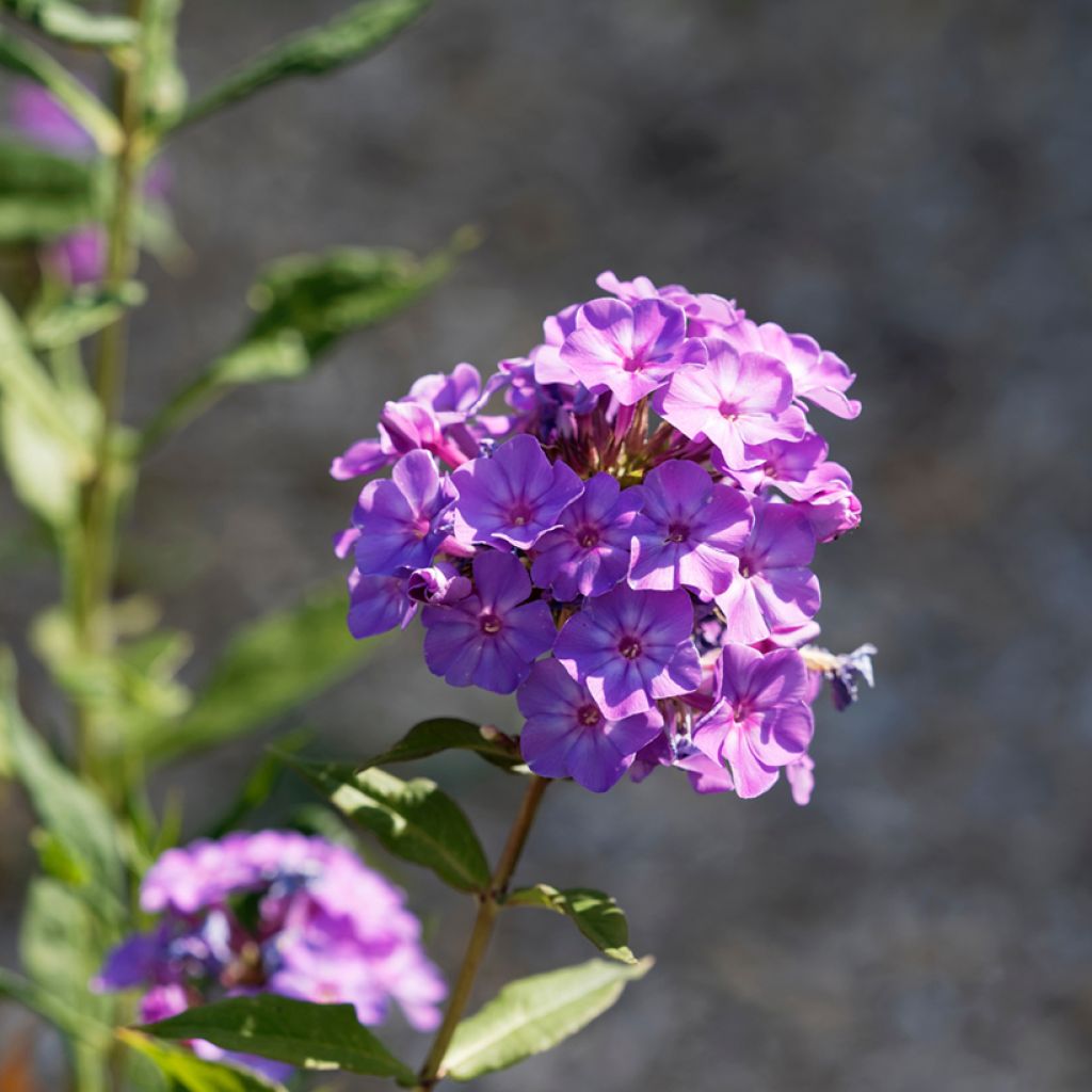 Hohe Flammenblume Blue Paradise - Phlox paniculata