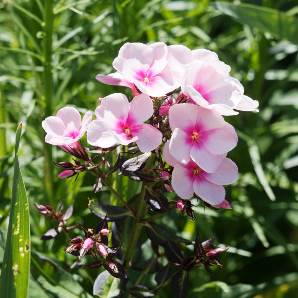 Hohe Flammenblume Bright Eyes - Phlox paniculata