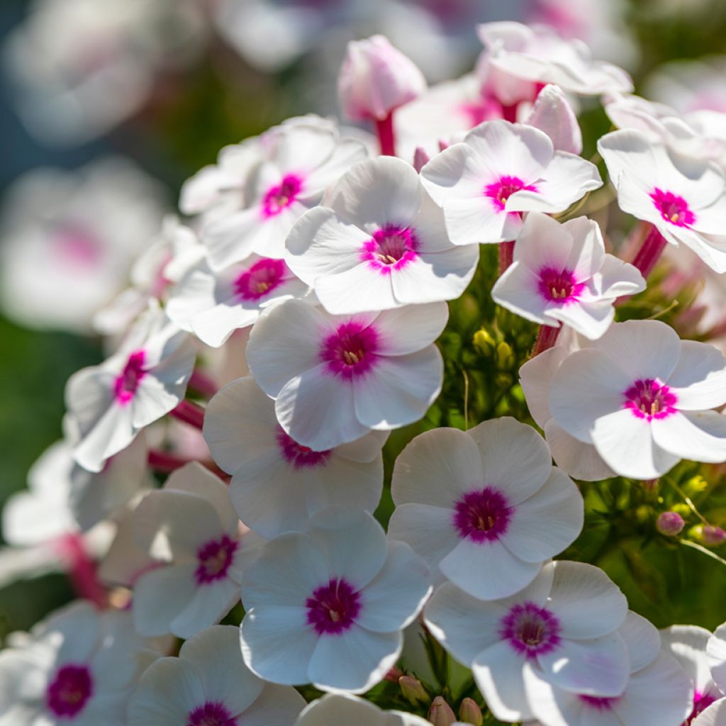 Hohe Flammenblume Bright Eyes - Phlox paniculata