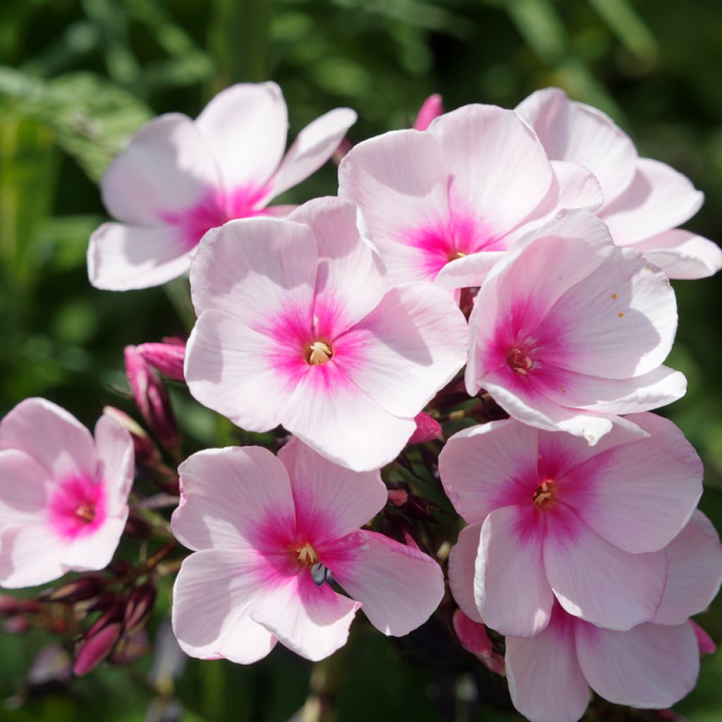 Hohe Flammenblume Bright Eyes - Phlox paniculata