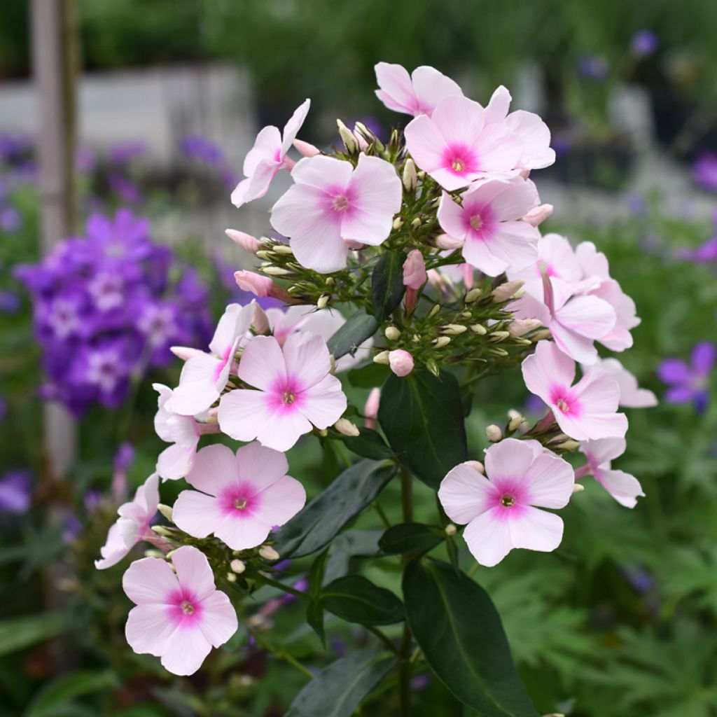 Hohe Flammenblume Bright Eyes - Phlox paniculata