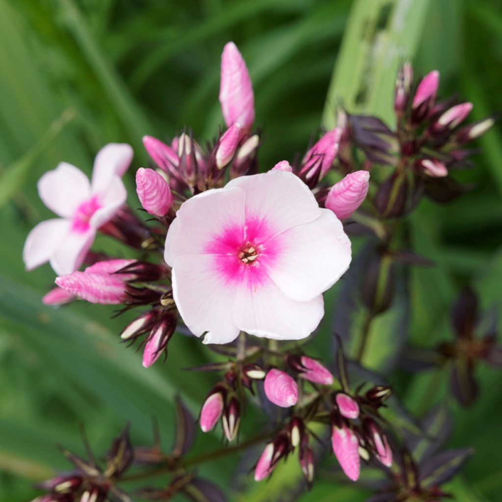 Hohe Flammenblume Bright Eyes - Phlox paniculata