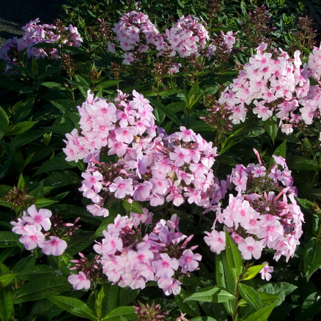 Hohe Flammenblume Bright Eyes - Phlox paniculata