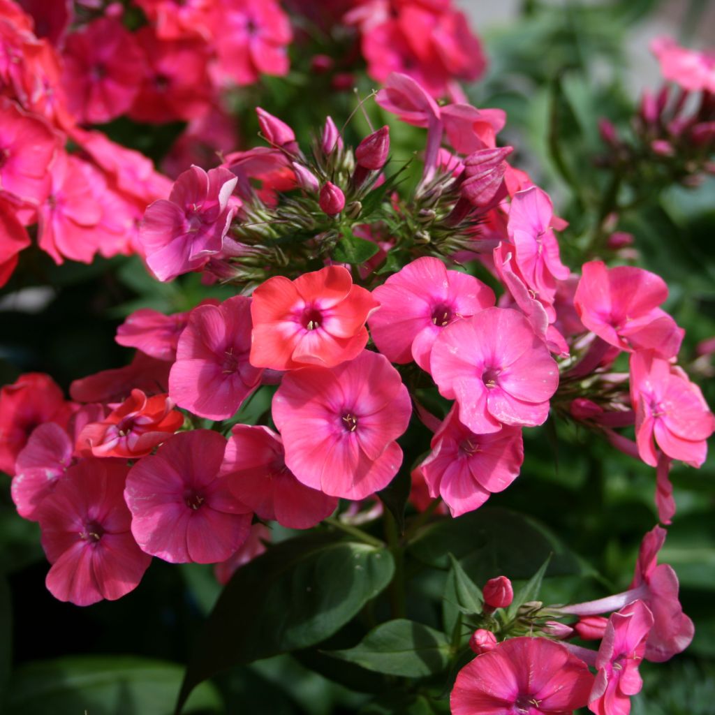 Phlox paniculata Coral Flame