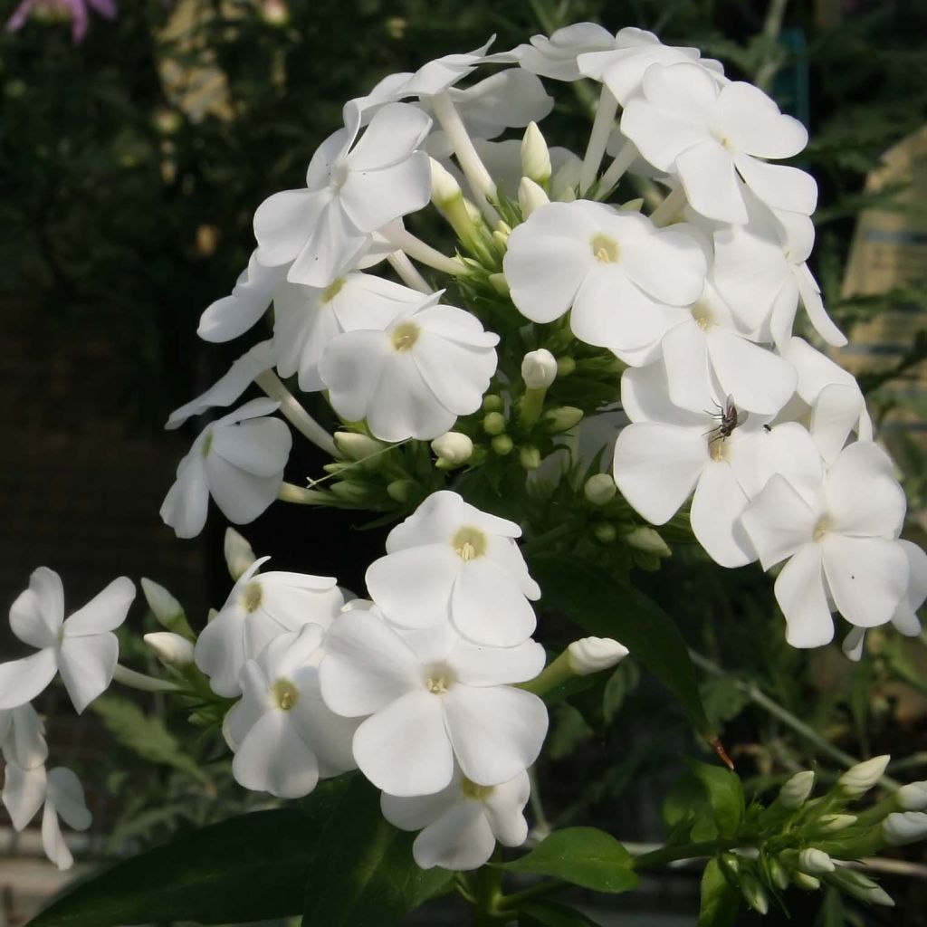 Hohe Flammenblume David - Phlox paniculata